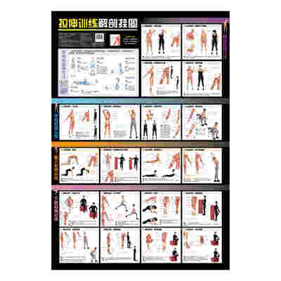 拉伸训练解剖挂图
