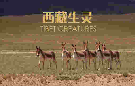 西藏生灵(名信片图集)