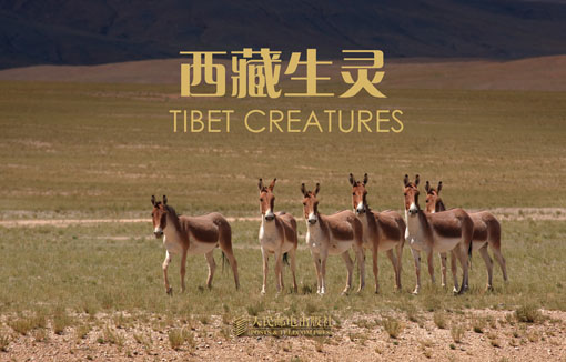西藏生灵(名信片图集)