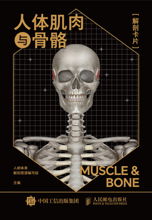 人体肌肉与骨骼解剖卡片