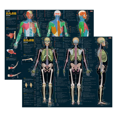 人体肌肉与骨骼解剖挂图