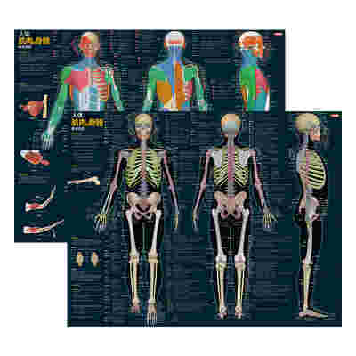 人体肌肉与骨骼解剖挂图